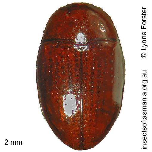Species image