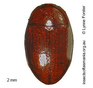Mychocerus australis