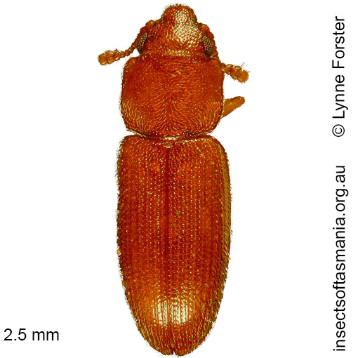 Species image