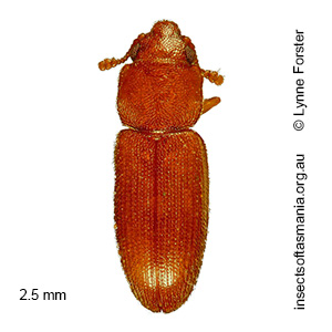 Myrabolia grouveliana