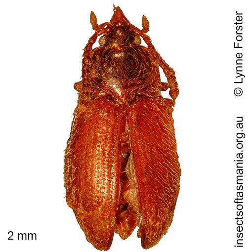 Species image