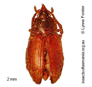 Myrmicholeva acutifrons