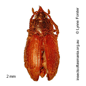 Myrmicholeva acutifrons