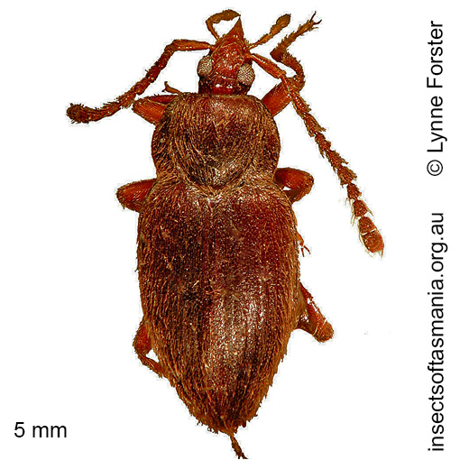 Species image