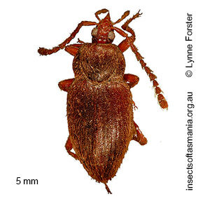 Myrmicholeva ligulata