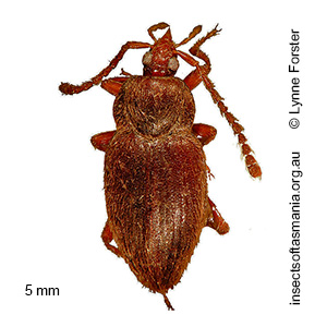 Myrmicholeva ligulata