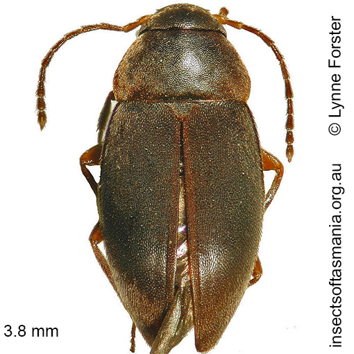 Species image