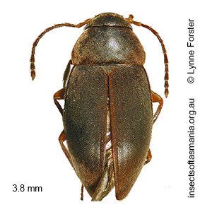 Nargiotes gordoni
