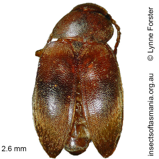 Species image