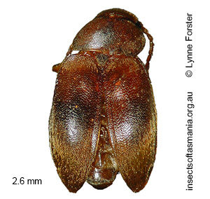 Nargomorphus confertus