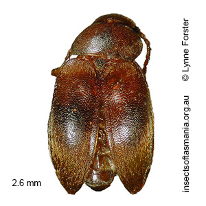 Nargomorphus confertus