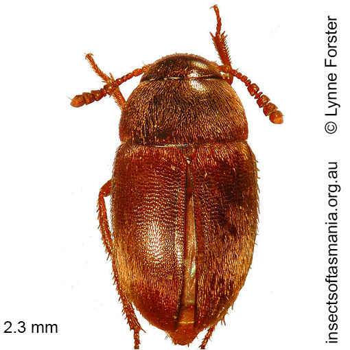 Species image