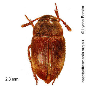 Nargomorphus globulus