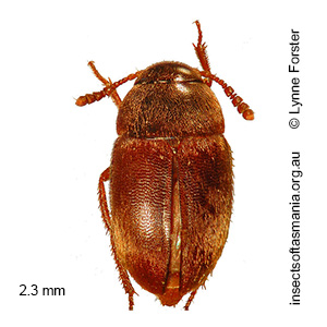 Nargomorphus globulus