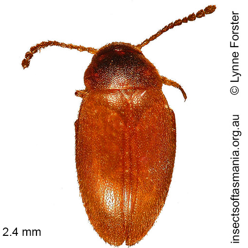 Species image