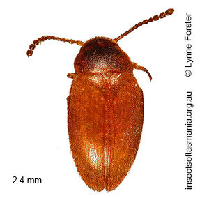 Nargomorphus leanus