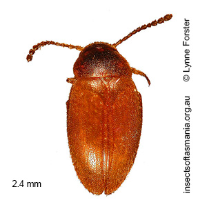 Nargomorphus leanus
