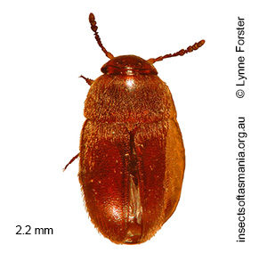 Nargomorphus nitidus