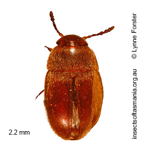 Nargomorphus nitidus