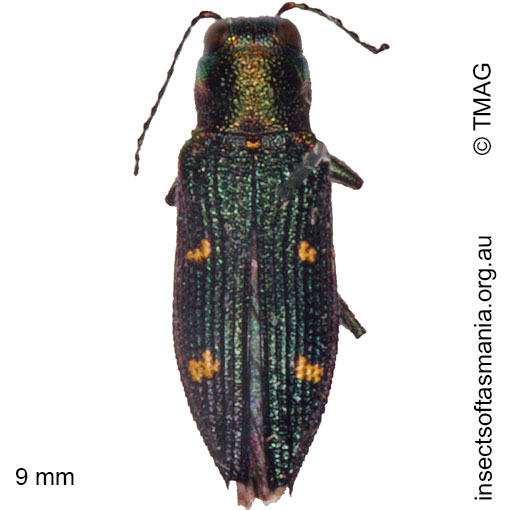 Species image