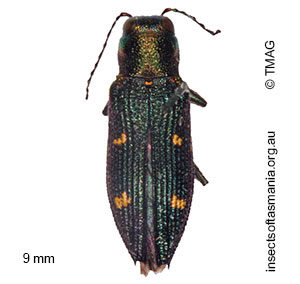 Nascioides quadrinotatus