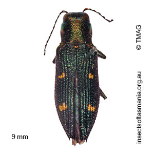 Nascioides quadrinotatus