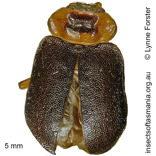 Species image