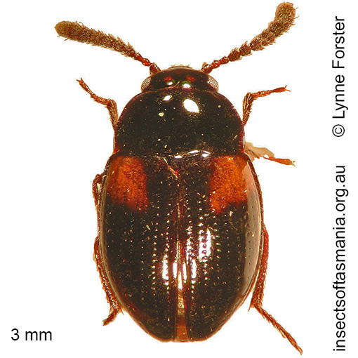Species image