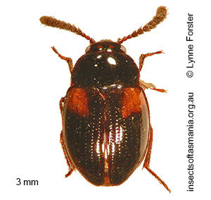 Neopelatops TFIC sp 01