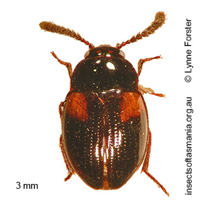 Neopelatops TFIC sp 01