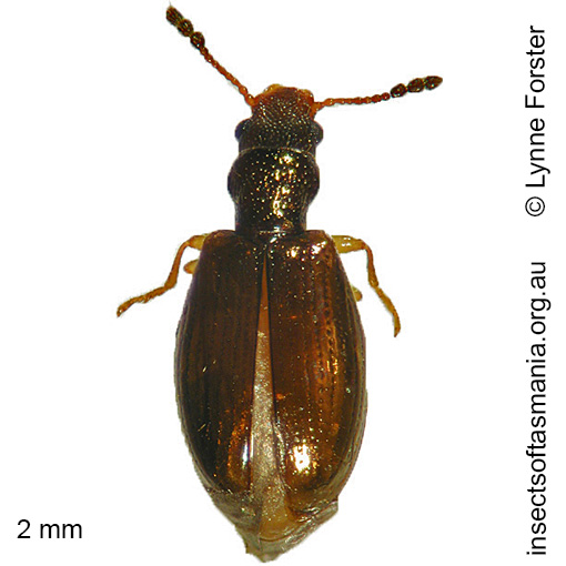 Species image