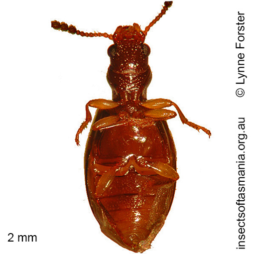 Species image