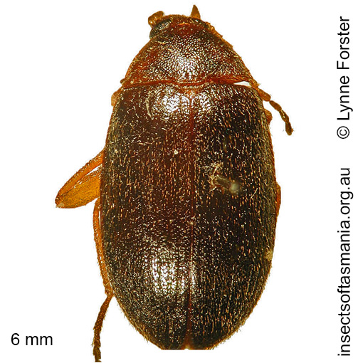 Species image