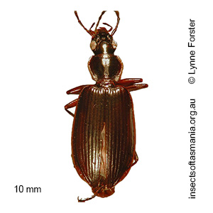 Notagonum marginellum