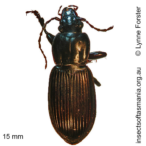 Species image