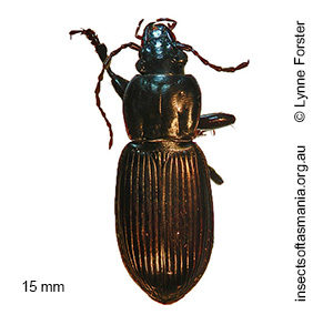 Notonomus politulus