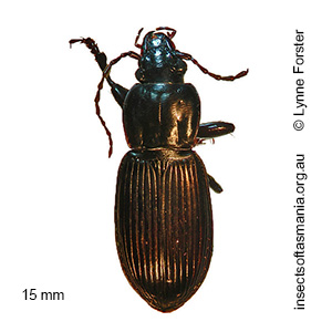 Notonomus politulus