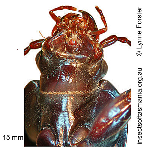 Species image