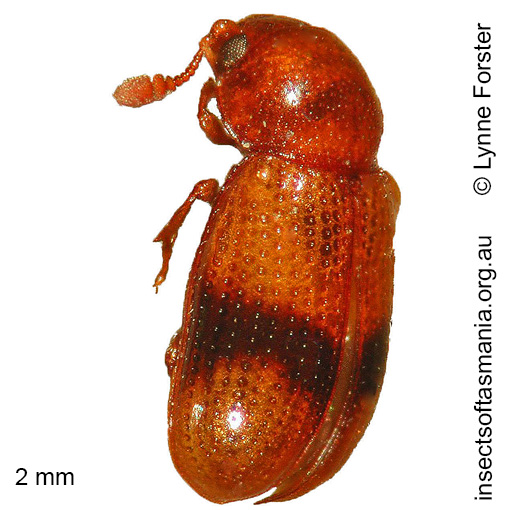 Species image