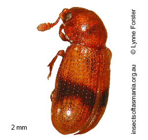 Notosphindus slateri