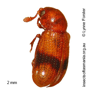 Notosphindus slateri