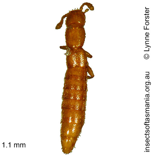 Species image