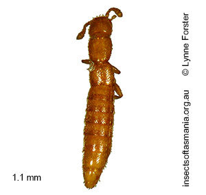 Octavius TFIC sp 01