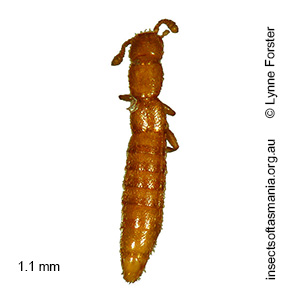 Octavius TFIC sp 01