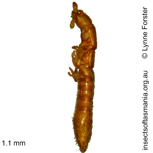 Species image