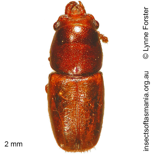 Species image