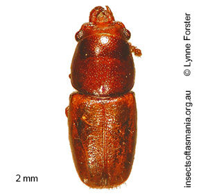 Octotemnus dilutipes