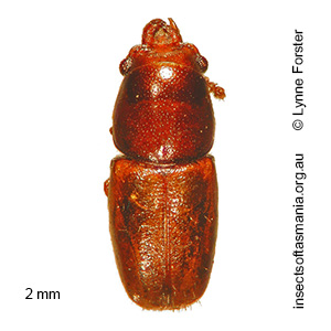 Octotemnus dilutipes
