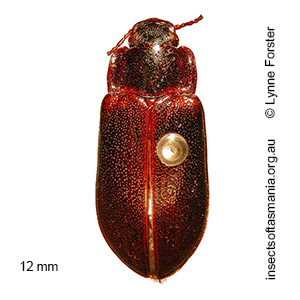 Olisthaena nitida