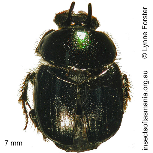 Species image